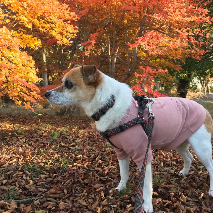 13276fb6 8e89 438f abed 9e1244673d36 1575444730367