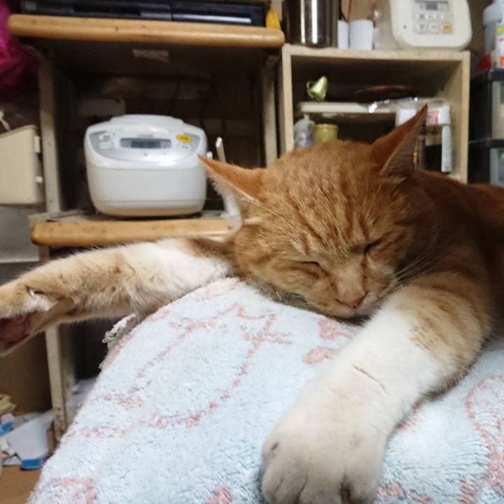 13279110 bb38 4c32 b476 b8ab6d99235d 1606902667389