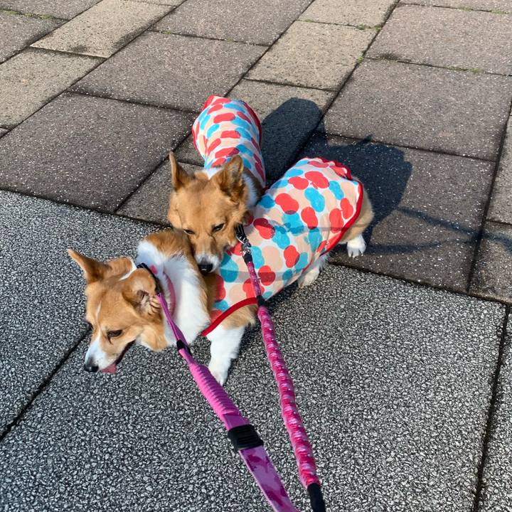 132b5152 6759 45ce b25a c4e5670ff338 1587773014418