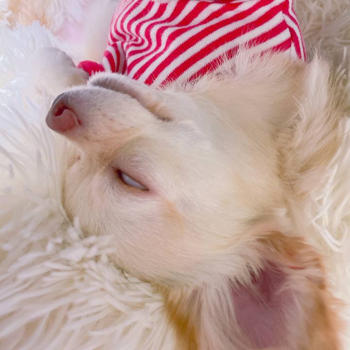 132ccf64 07bf 4492 bbe1 b49e136d22c2 1628916926864