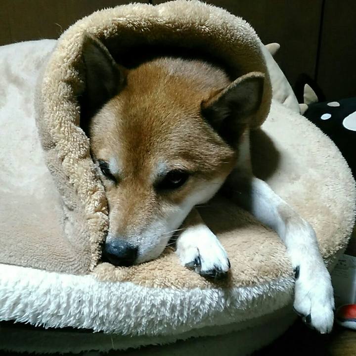 132d0fc2 48af 45f3 957a d7c6ff910f95 1570628654623