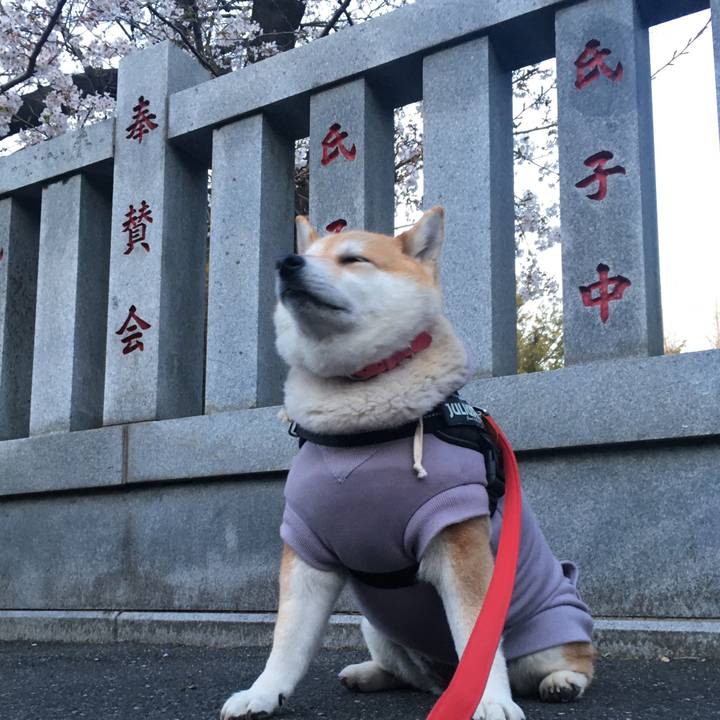 132da2c9 5780 4903 8212 719d6739ba98 1585044632299