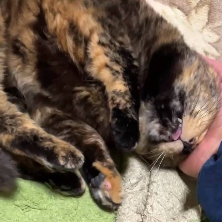 132e118d b304 4d95 888b 6459627fee01 1739302996167