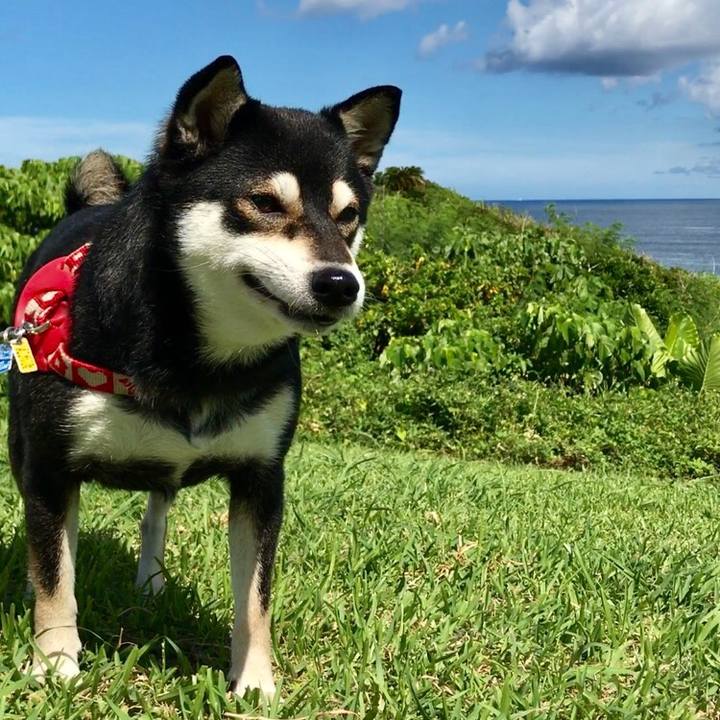 132f1e87 2928 49d0 9e93 02a8c0612378 1531657058544