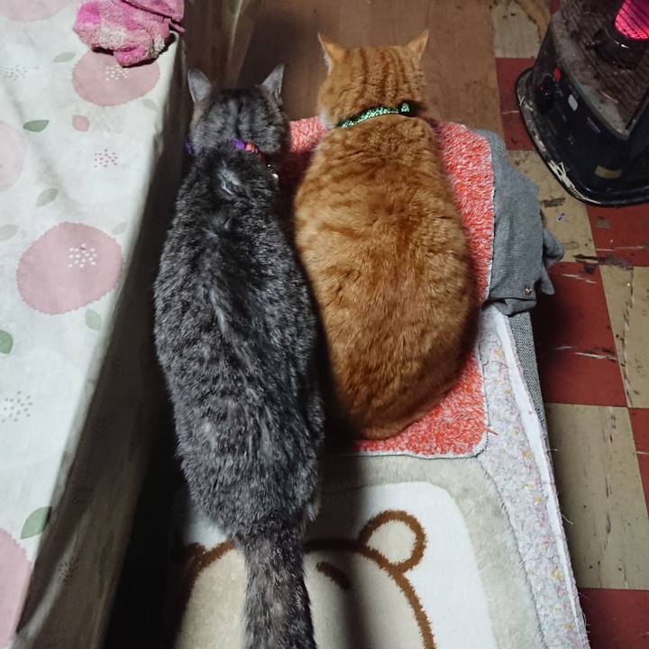 132f7efc 7c60 4841 94d2 c04774122588 1580597680545