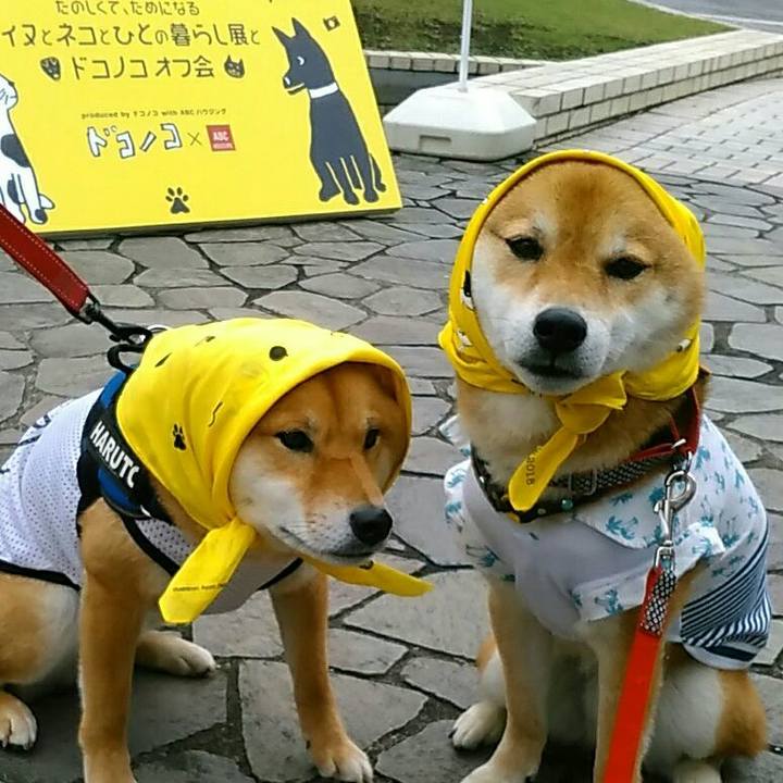 133aaa6d 0e4a 427e 9bde 2a8485cac3b9 1560086307099