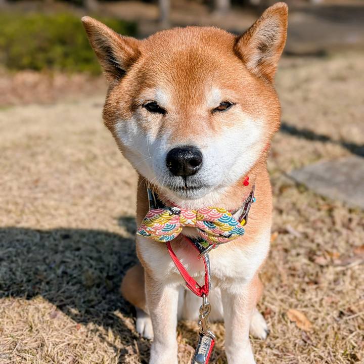 133c1c7e 67a6 41d3 83fd 1fc02968f9fb 1742602598117