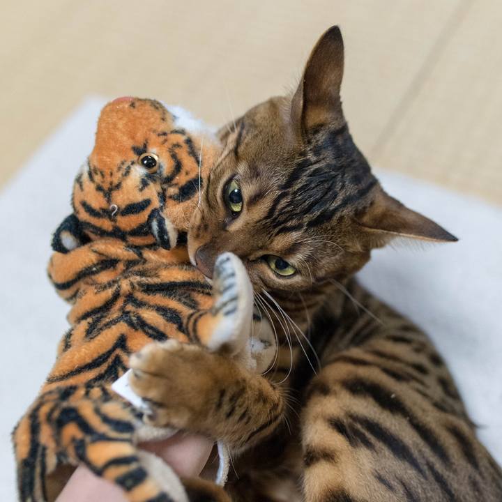 133d45ca 7d97 4c90 b2a8 234d9353cb8e 1518058404401