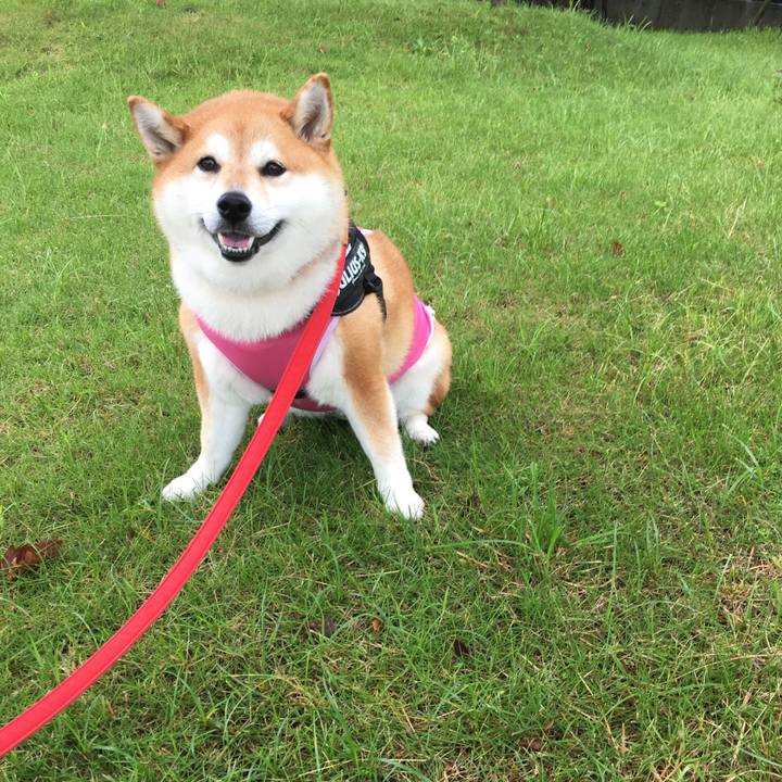 133e4a72 7668 480d 92ac c49238cc552d 1595047646701