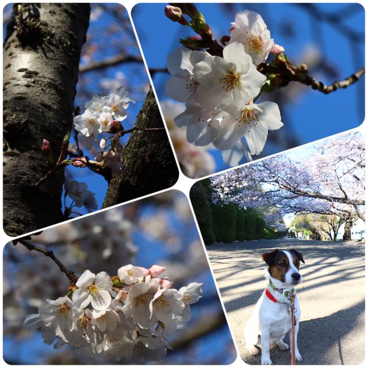 133fcdc6 ed85 4665 b7e4 8c0ecba40941 1554373711077