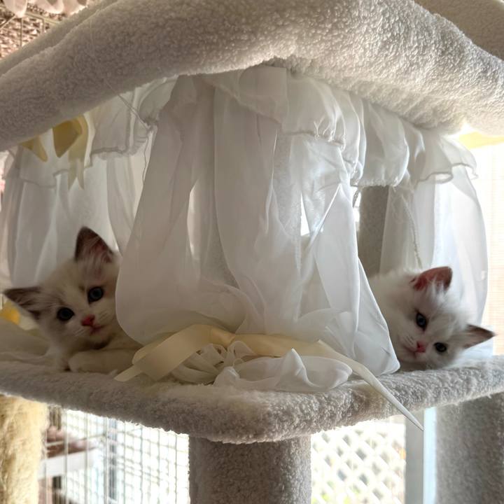 13480c7b 34be 4ae2 abe7 223482e84814 1753321336211