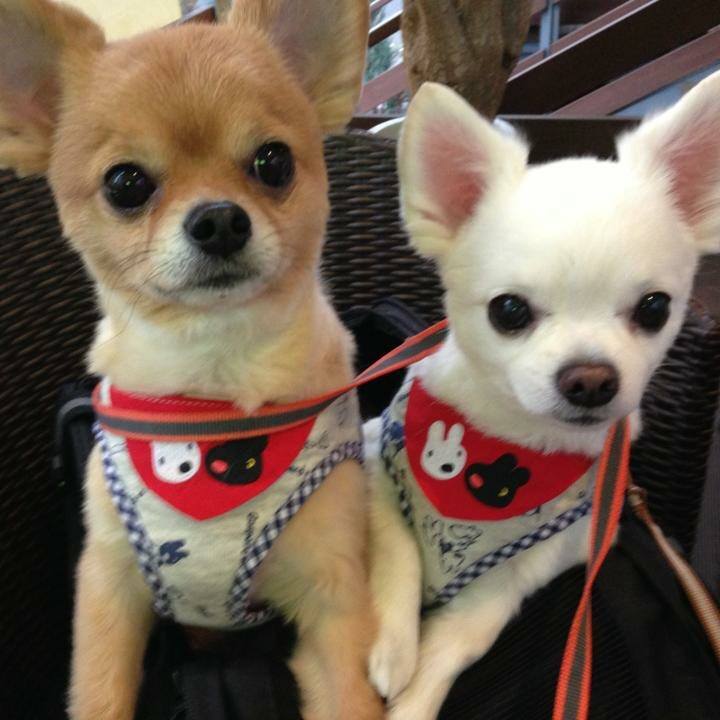 134cc1ec 1966 4c18 8bbb d180cfee46ba 1534466815523