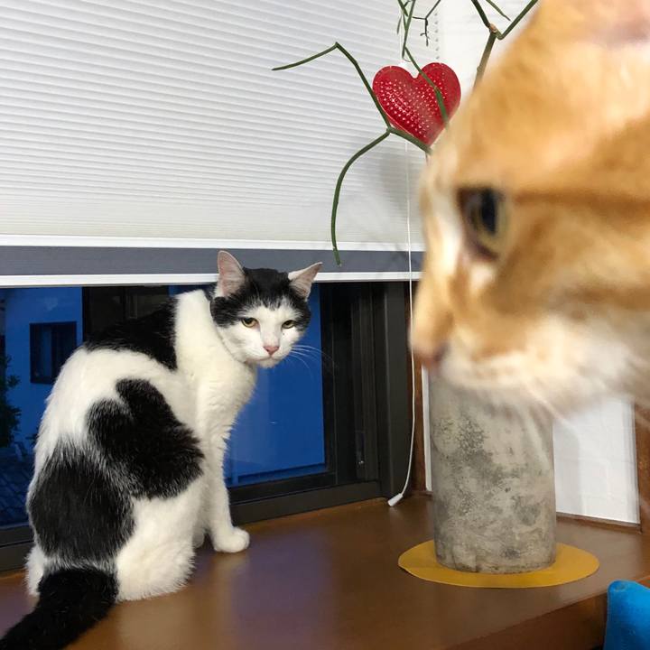 134eaab6 e556 4ef7 9dfe 090021eb5792 1625579691907