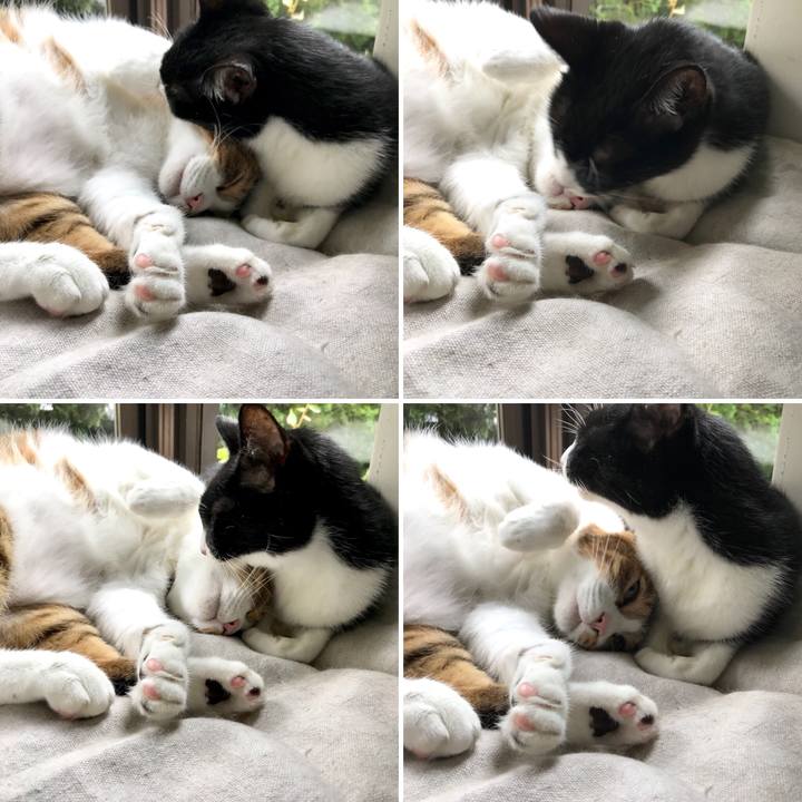 1350bbba 41b5 41af 9e83 60908cfd0b06 1536367796042