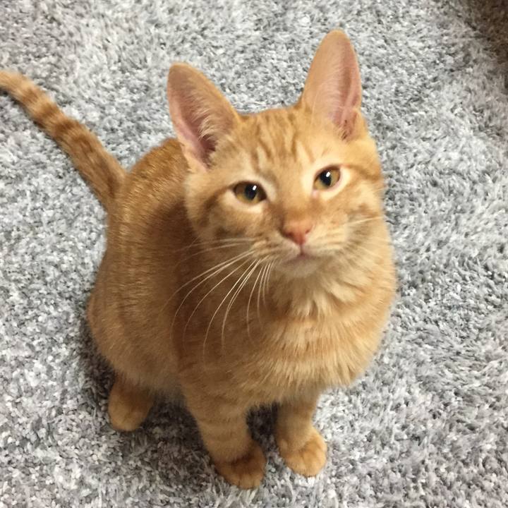 13515622 d1c3 4137 8730 78444c441948 1513769806355