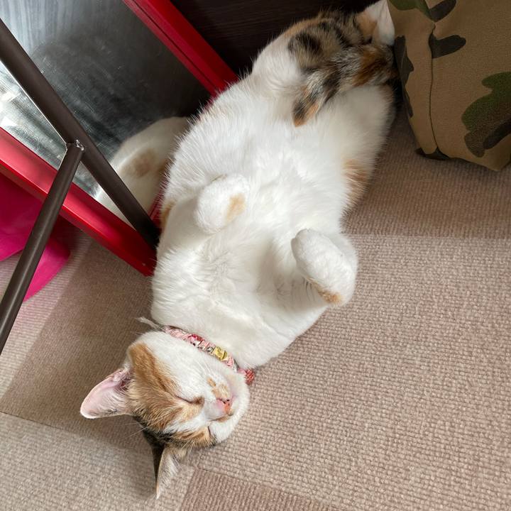 1353e968 c43b 4fba 950e ed8eb21763b2 1625902973417