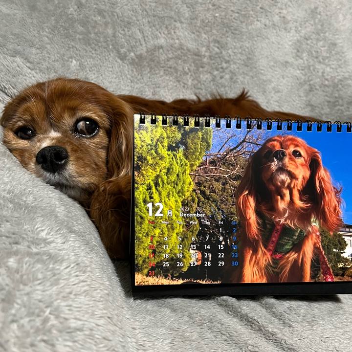 1355fc1e c2d4 4ef4 8a25 7b7ce7d575e8 1701428055297