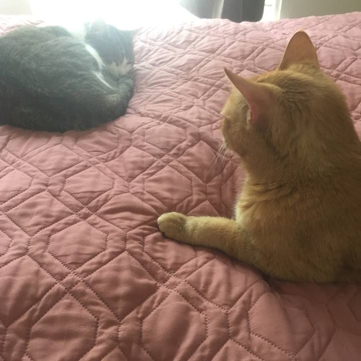 135992de 5042 45d0 a9fd b07dee6b2852 1654817923205