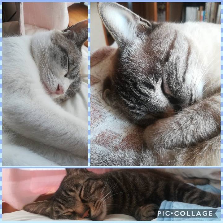 135a5774 708d 4384 8007 f28481be2f6a 1528085734396