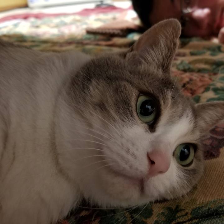 135c27b2 706a 4d54 b155 e492e93a41f0 1651240204240