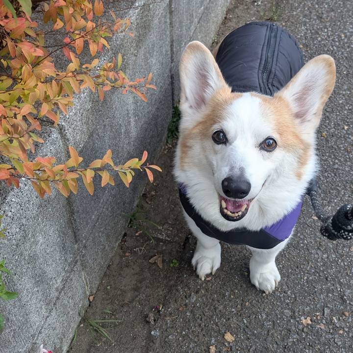 135c89c1 63e0 463c 8d7c 5d208a2903f4 1766191238622