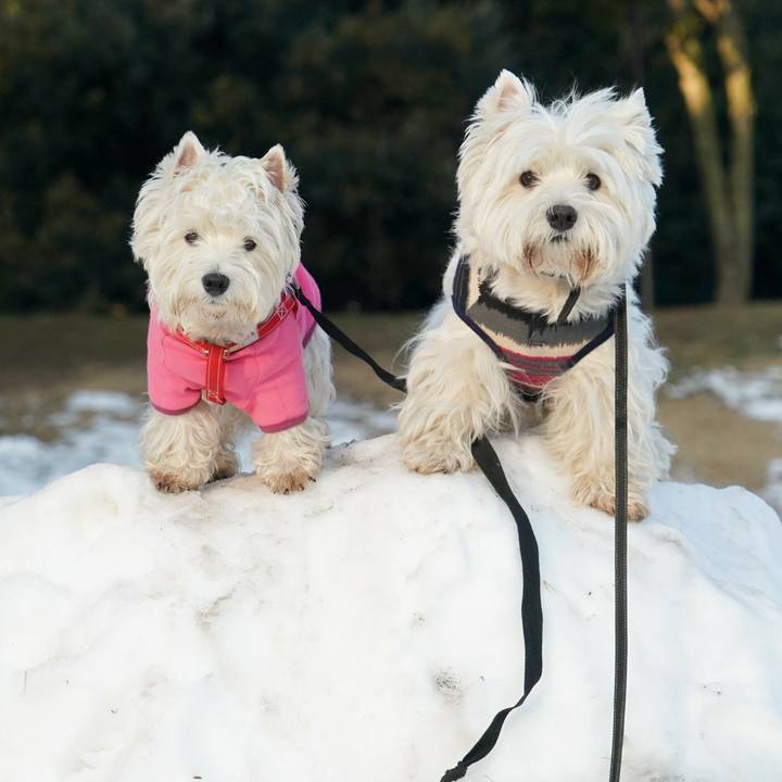 135ccfda 4c1f 48c3 a161 299f0862b170 1517229187093