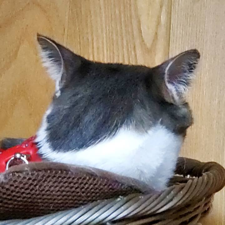 135fcd39 b3ca 44da 8d06 32c8c0dbf394 1691538904274