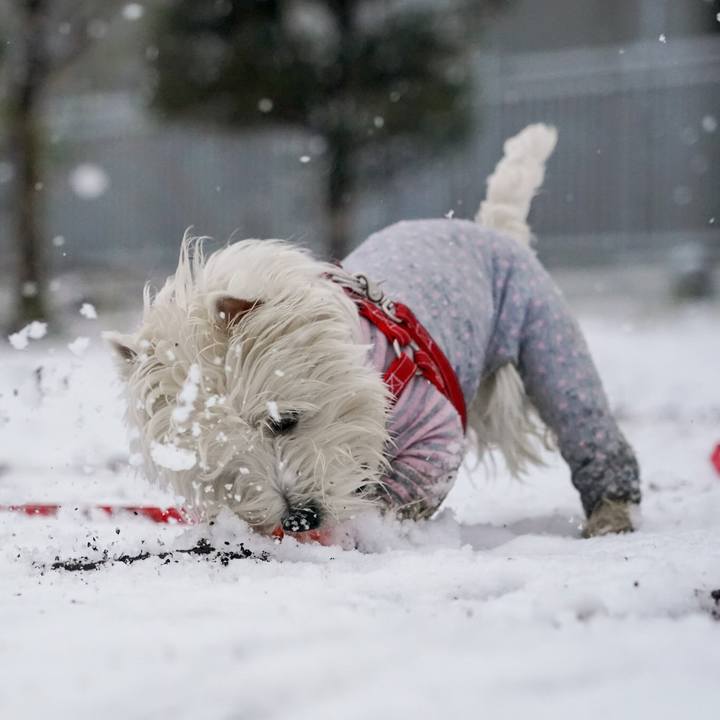 136010c0 dcea 4811 abdf c1ec326e3537 1517563772768