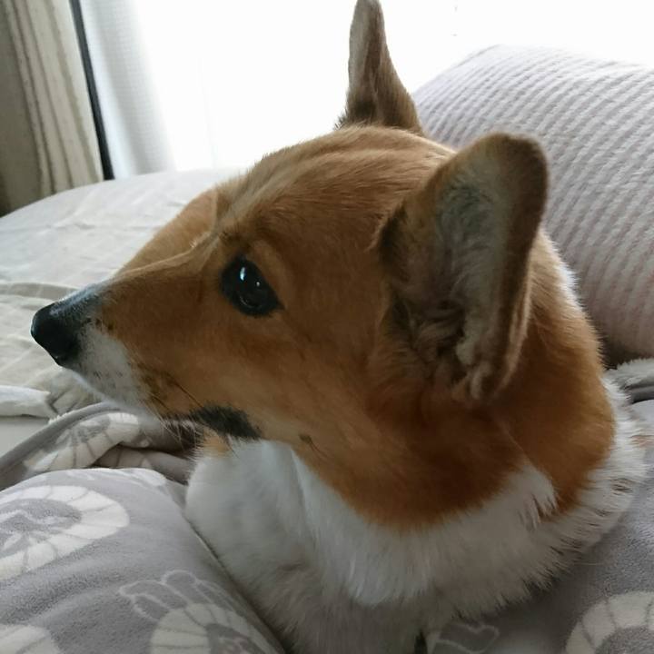 13613712 7303 41be b5ae a985c1123253 1523676241381