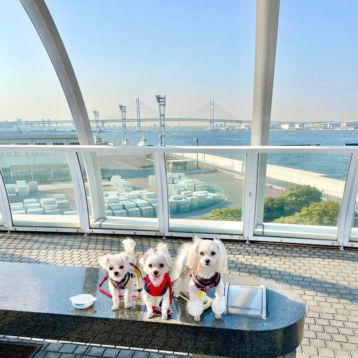 13666c53 131f 463c bc5d d6f44cd93106 1647150449228