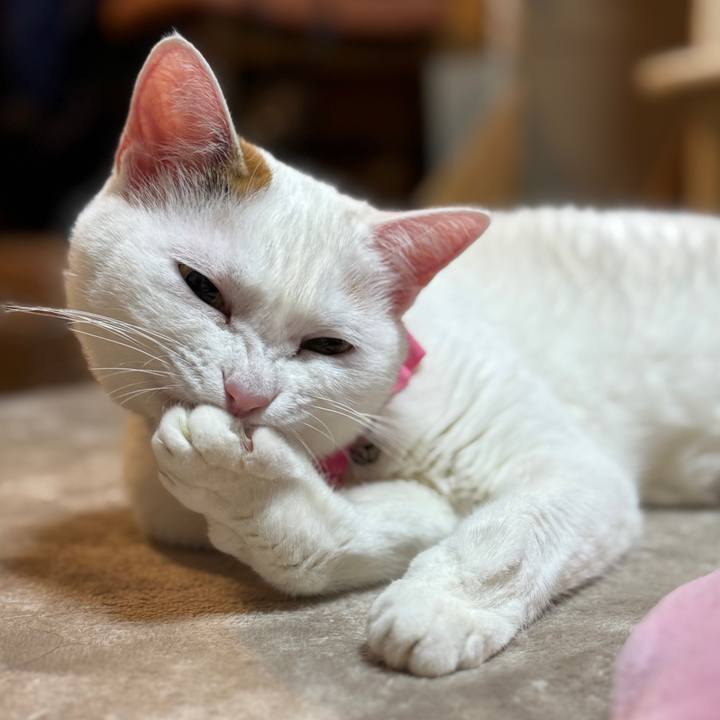 1367a2f5 22fe 49f1 a805 920998de86a7 1769240982578