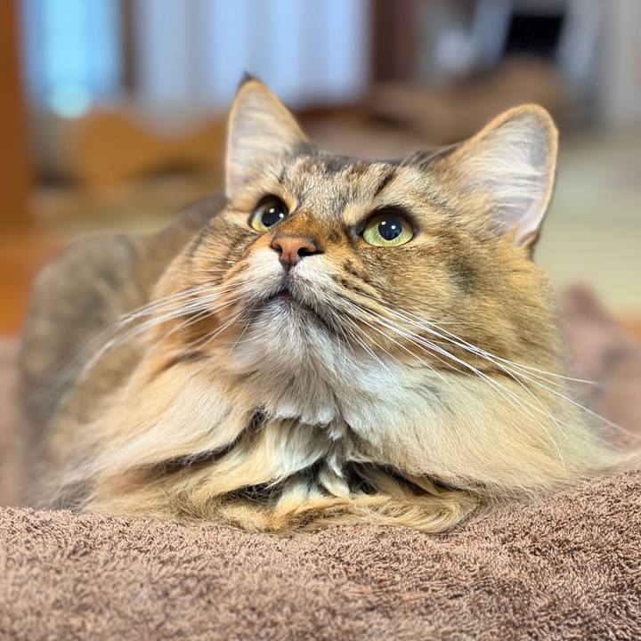 136b016f 1c41 4dc4 9686 785e3a574dff 1763021182749