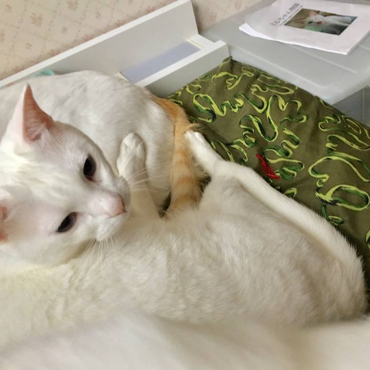 136b5d63 7ba7 4c32 9cbf 2e00906ed503 1524827090519