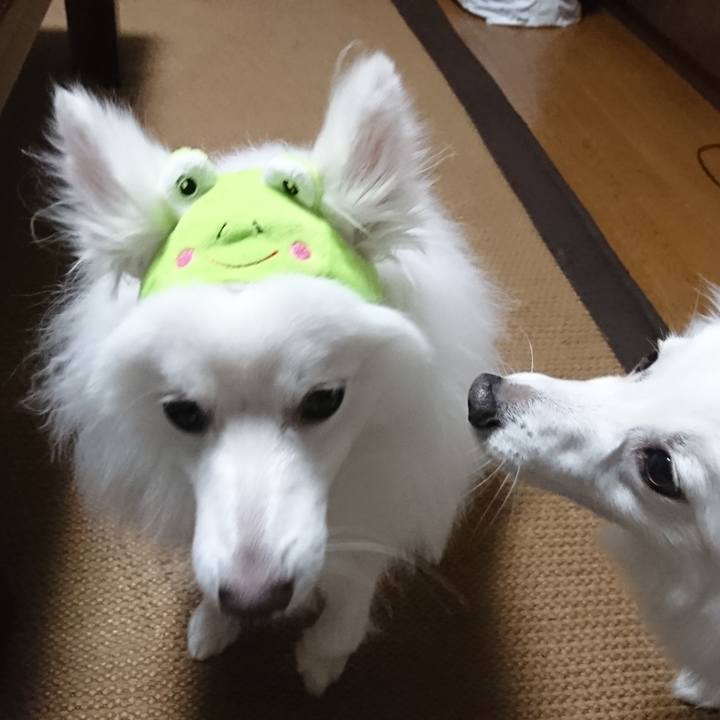 136b6489 7490 4afc b28a 0e10d8176168 1578125723344