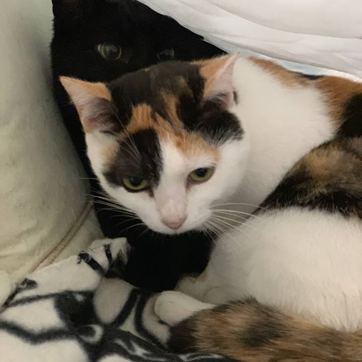 136cb0cf 7f4a 473c a15f c50aa0632f86 1543196264927