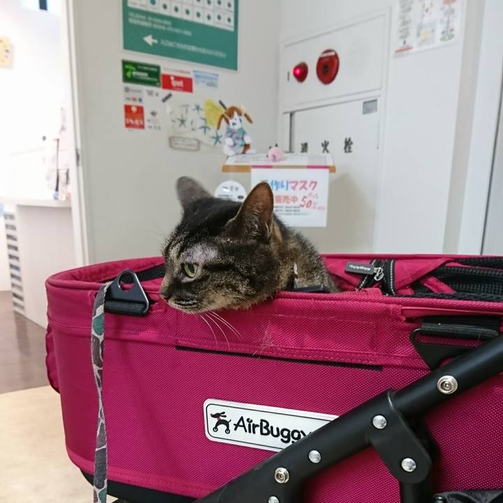 136cefba 2f95 45af 8dc0 9a5d8e6fc22f 1592280298696