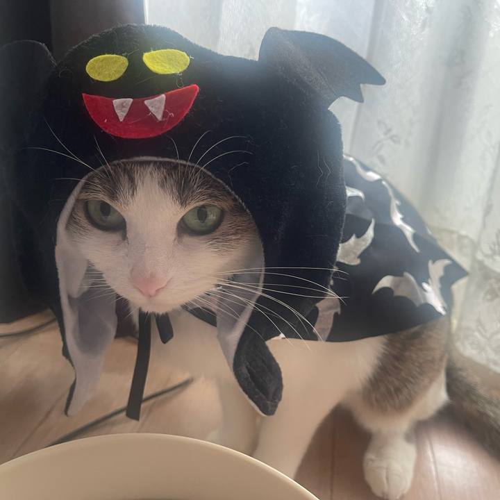 136e34eb e915 4f24 8cbf 276e01e22537 1698744144347