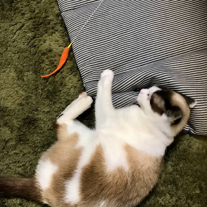 136e7823 06eb 4882 b105 782557de28e4 1616811622245