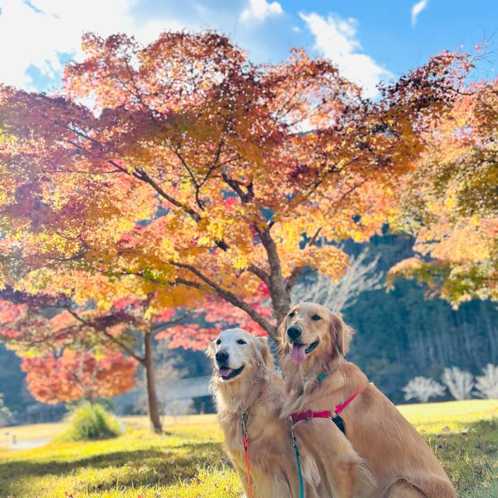 136ebf81 b40a 4c07 a7fb 841d9d3ab5af 1763726868171