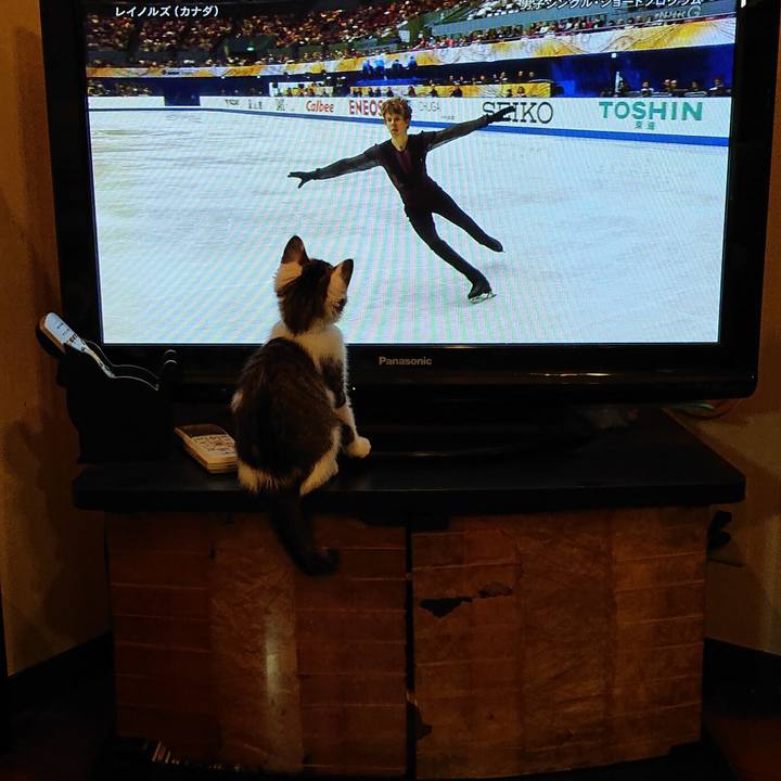 136ee70f a938 4674 8015 07d6c6c92c0c 1541780910111