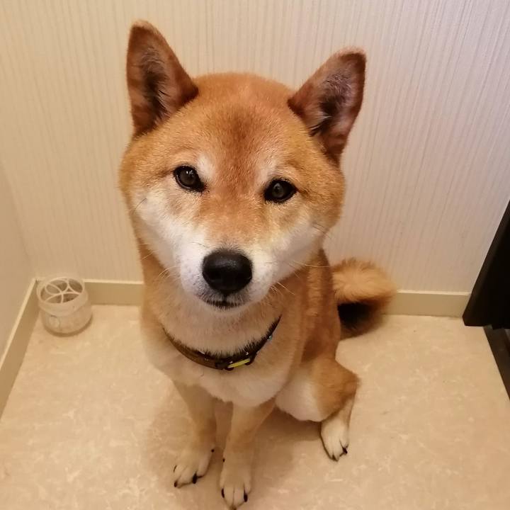 136fe7ad 1582 44b0 aa2e 0f0421f3685b 1590109800293