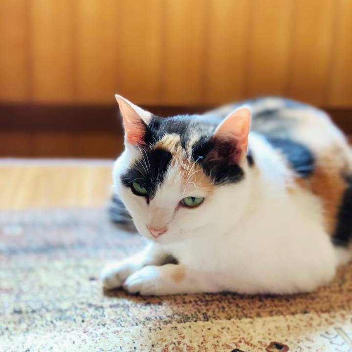 1373a559 32ab 4e40 8e3c cfdc3c8af7dc 1598408992944