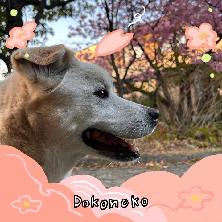 1374f17d bdf5 4dbf a922 694f1018689a 1775219225773