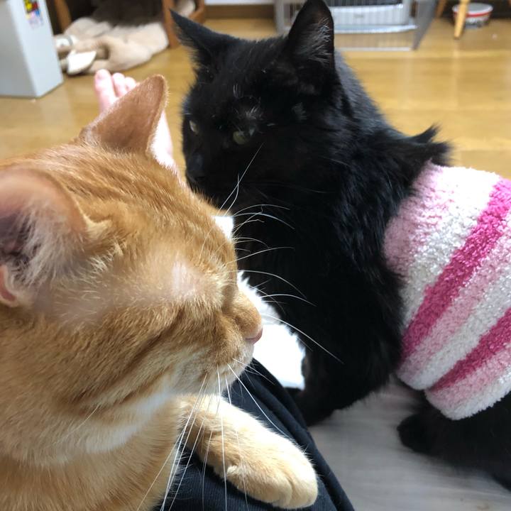 1375f8e7 db29 44b4 ab82 b4f8fda0fd82 1583332390140