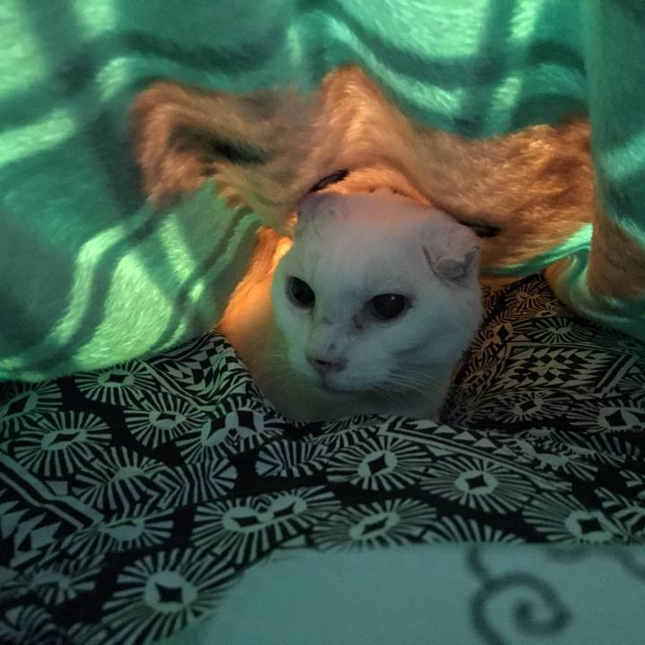 1377856a f04b 475b a326 87700ed2ddaf 1508122126838