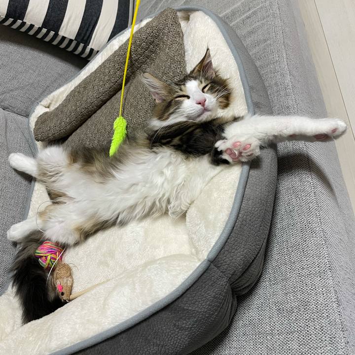 1378a949 12c5 4d4b bc3f fba1c4cb28ca 1634556107395