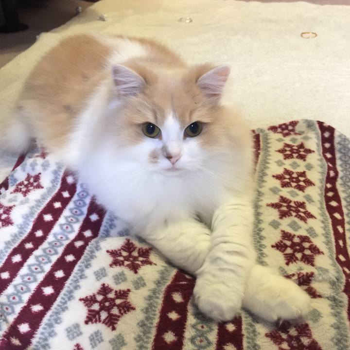 137d1a17 251f 407d a8e7 c78a335a37aa 1511358780898