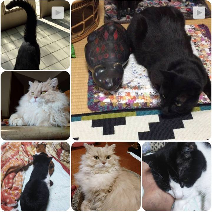 137ecafa 7e48 4465 98ca f51c411699bf 1557221539063