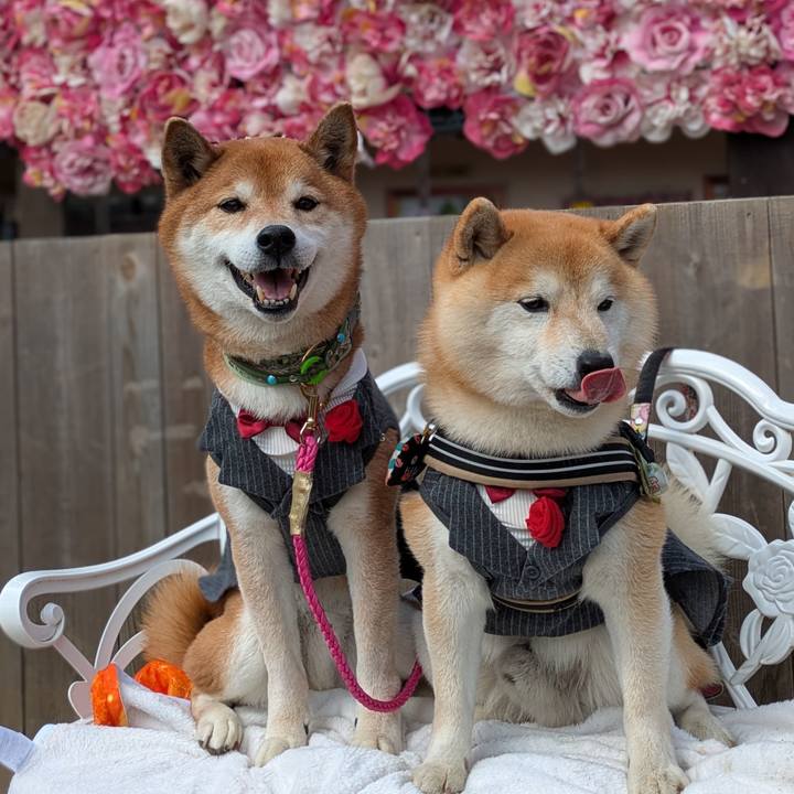 1382d1e8 ae32 4654 b0cd c9ccd3355721 1741618940897