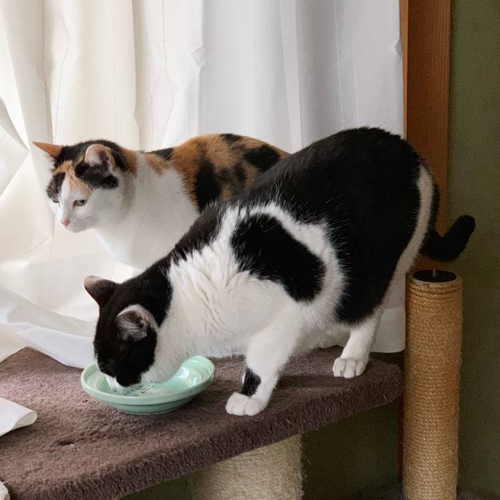 1383c381 68d3 46ca a8a5 9aad4200e0e2 1545529733064